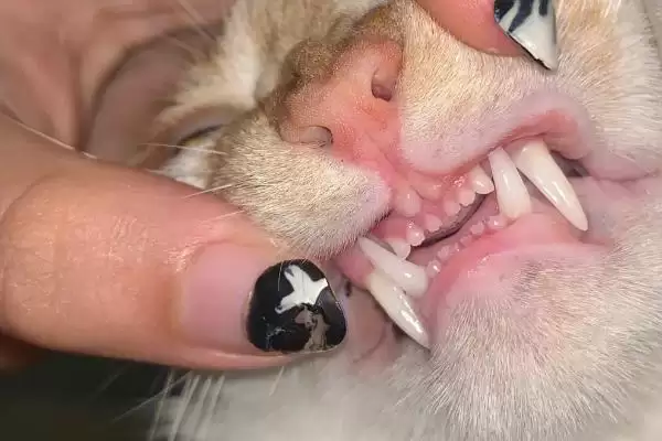 图片[4]-如何让猫咪喜欢刷牙？培养猫咪刷牙习惯要运用哪些有效方法？-会东网