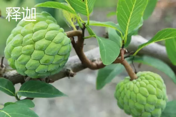 图片[2]-荔枝和释迦的区别 ,荔枝和释迦在哪些方面有不同？-会东网
