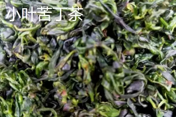 图片[3]-苦丁茶的种类 ,苦丁茶分为哪两种主要类别呢？-会东网