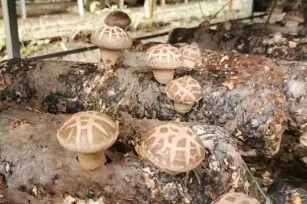 图片[5]-香菇品种的种类和要点？了解香菇品种需关注哪些关键内容？-会东网