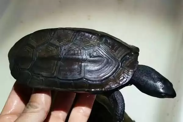 图片[4]-墨龟可不可以进行深水养殖呢 ,墨龟不属于深水龟是不可以深水养殖的-会东网