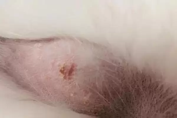 图片[6]-什么是猫艾滋？了解猫艾滋要知晓哪些关键的疾病特性和传播方式？-会东网