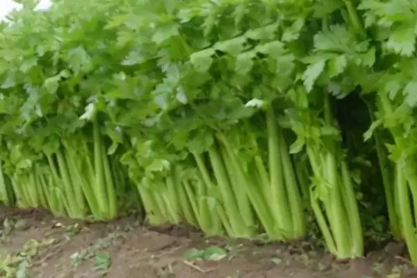 图片[2]-了解种芹菜适用土壤的方法和重点？了解种芹菜适用土壤要做好哪些细节？-会东网