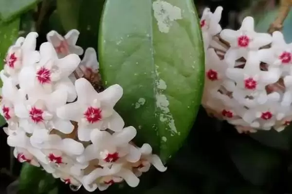 图片[2]-认识喜阴可常年开花爬藤植物的方法和重点？认识喜阴可常年开花爬藤植物要做好哪些细节？-会东网