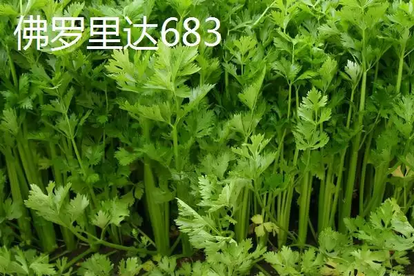 图片[8]-芹菜品种大揭秘：不同品种亩产量差异及特点-会东网