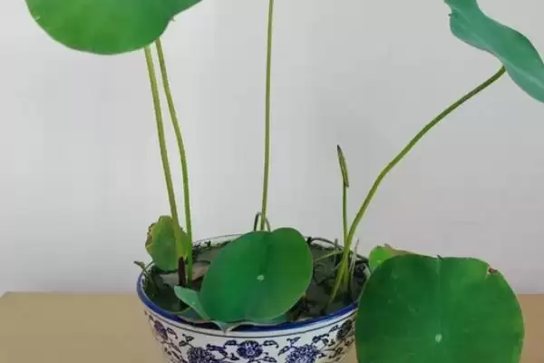 图片[5]-种植碗莲所需盆深的要点和依据？种植碗莲选盆需关注哪些要点？-会东网