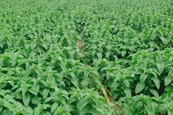 图片[4]-种植白芷的流程和要点？种植白芷需把控哪些关键环节？-会东网