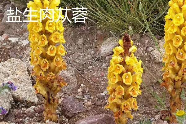 图片[4]-肉苁蓉的品种？认识肉苁蓉品种要了解哪些关键品种信息？-会东网