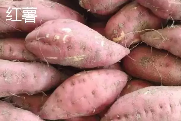 图片[3]-紫薯和红薯区别的要点和对比？分辨紫薯和红薯需注意什么？-会东网