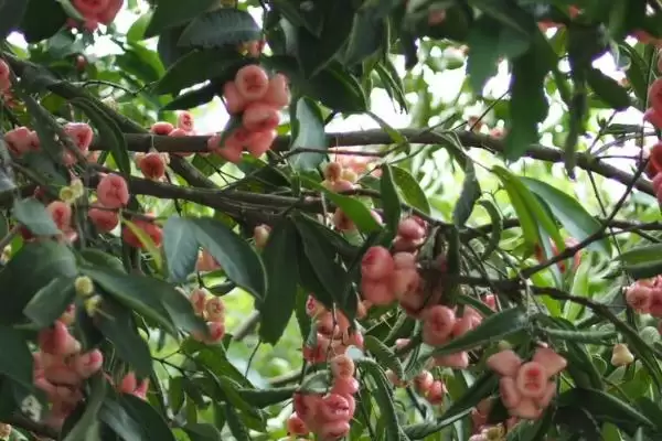 图片[4]-莲雾果树在北方的种植可行性 ,莲雾在北方温室种植条件如何？-会东网