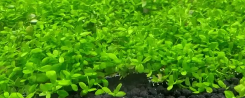 趴地矮珍珠的生长需求：栽培初期二氧化碳的关键作用-会东网