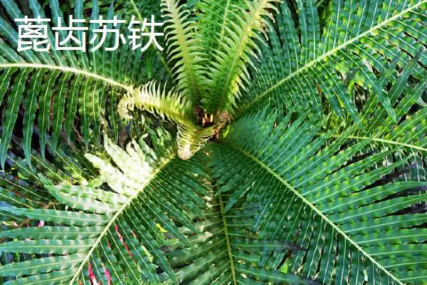 图片[6]-铁树的种类？认识铁树种类要了解哪些关键的品种分类和形态特性要点？-会东网