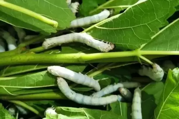 图片[4]-养蚕的方法和重点？养蚕要做好哪些细节？(2)-会东网