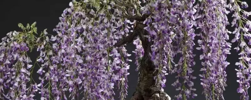 紫藤盆栽花盆大小选择的要点和依据？紫藤盆栽选盆需注意什么？-会东网