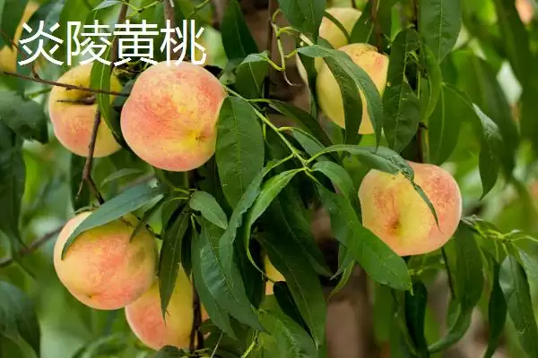 图片[7]-秦王桃价格背后：每斤4-5元的市场定位因素-会东网