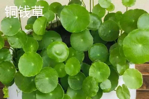 图片[5]-室内耐阴植物之光：富贵竹的观赏与养护技巧-会东网