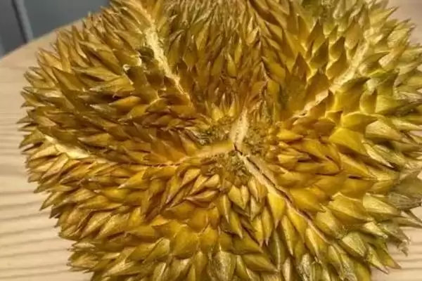 图片[3]-哪个品种的榴莲价格是最高最贵的呢,价格最高最贵的榴莲品种是猫山王-会东网
