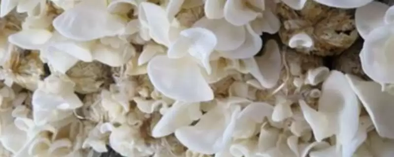 认识玉木耳特点的方法和重点?认识玉木耳特点要做好哪些细节?-会东网