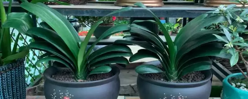 室内耐阴植物之光:富贵竹的观赏与养护技巧-会东网