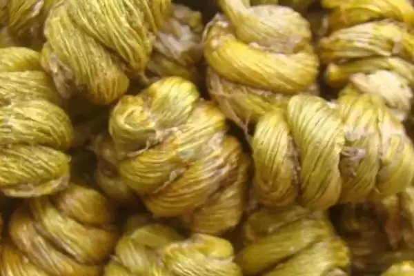 图片[4]-铁皮石斛是什么？认识铁皮石斛要了解哪些关键的植物特性和药用价值要点？-会东网