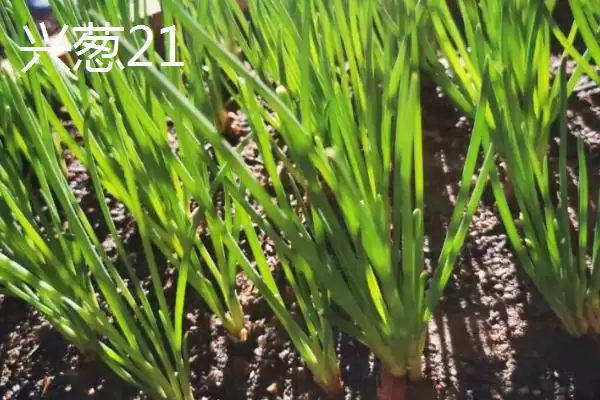 图片[7]-小葱产地的分布和要点？了解小葱产地需关注哪些关键信息？-会东网