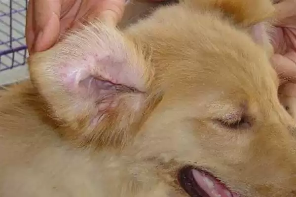 图片[4]-犬瘟热病毒感染源揭秘：病犬和带毒犬的传播风险-会东网