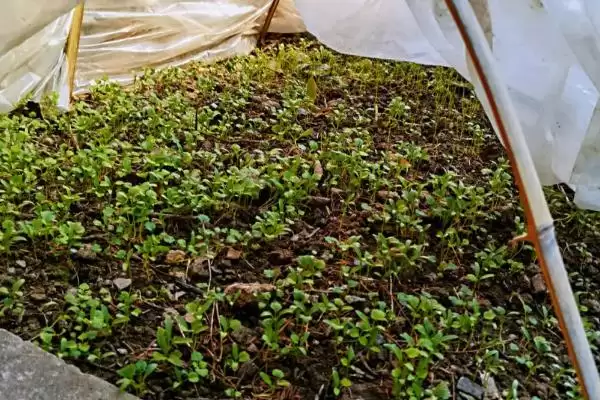 图片[5]-香菜种子冷冻催芽的方法和要点？香菜种子冷冻催芽需掌握哪些关键技巧？-会东网