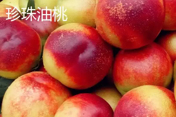 图片[5]-判断油桃是否为转基因桃子的方法和重点？判断油桃是否为转基因桃子要做好哪些细节？-会东网