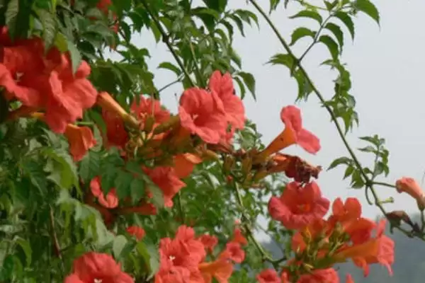 图片[3]-凌霄花在院子里的种植可行性 ,凌霄花无毒为何可种院子里？-会东网
