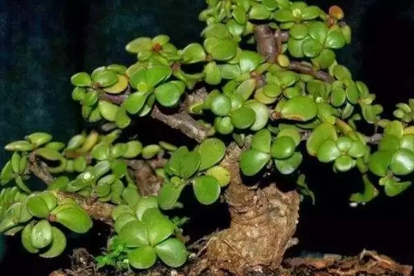 图片[3]-金枝玉叶的耐寒情况 ,金枝玉叶怕冷且能耐寒多少度-会东网
