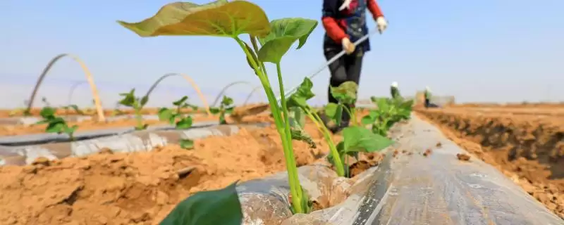 种植红薯铺地膜的方法和重点？种植红薯铺地膜需留意什么？-会东网