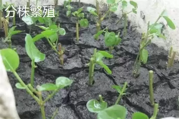 图片[4]-茉莉的繁殖方法主要有哪几种呢 ,茉莉繁殖可采用扦插或压条的方法-会东网