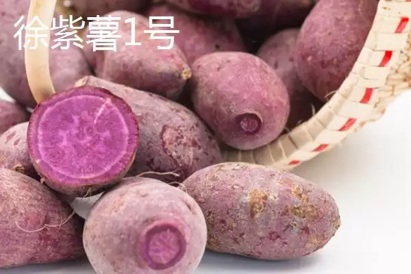 图片[10]-紫薯品种的种类和要点？了解紫薯品种需关注哪些关键信息？-会东网