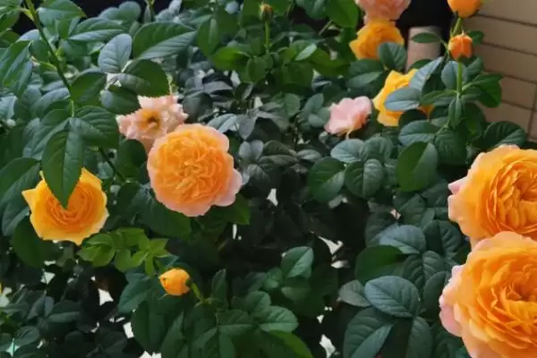 图片[2]-盆栽月季花养殖攻略：选择陶制花盆的优势与技巧-会东网