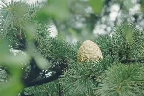 图片[3]-了解雪松生活环境的方法和重点？了解雪松生活环境要做好哪些细节？-会东网