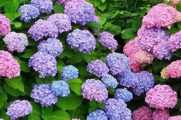 图片[2]-如何提高绣球花切花质量？养护绣球花提高切花质量要怎么做？-会东网