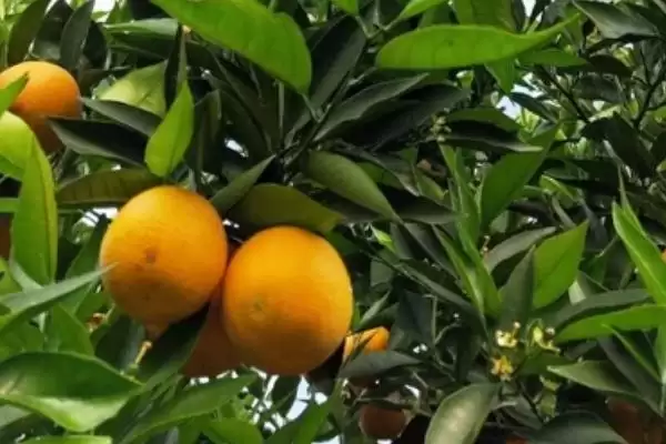 图片[2]-夏橙是否夏季成熟的要点和判断？判断夏橙成熟时间需注意什么？-会东网