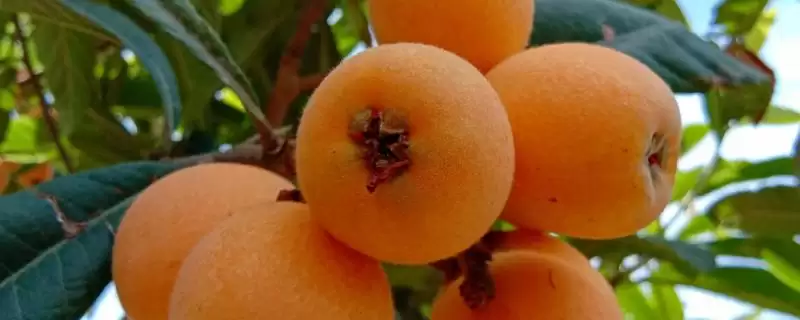 枇杷食用量建议：每天5-10颗的科学依据-会东网