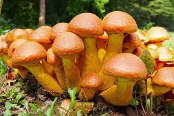 图片[3]-蘑菇这种菌类植物有种子吗 ,蘑菇科菌类植物是没有种子这一说法的-会东网