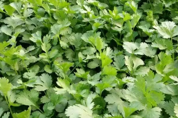 图片[4]-香菜重茬死苗的应对方法和要点？应对香菜重茬死苗问题需注意什么？-会东网