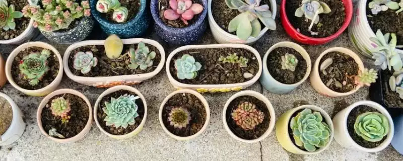 养多肉植物使其更美观的方法和重点？养多肉植物使其更美观要做好哪些细节？-会东网