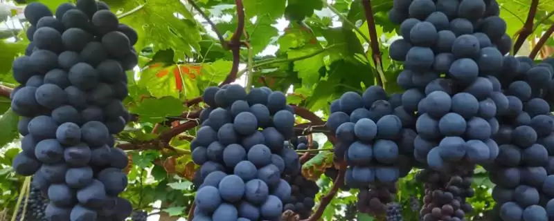 夏黑葡萄的基本介绍和要点？了解夏黑葡萄需关注哪些关键信息？-会东网