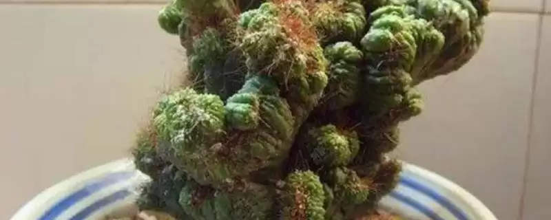仙人山品种数量的要点和解读？了解仙人山品种需关注哪些关键信息？-会东网