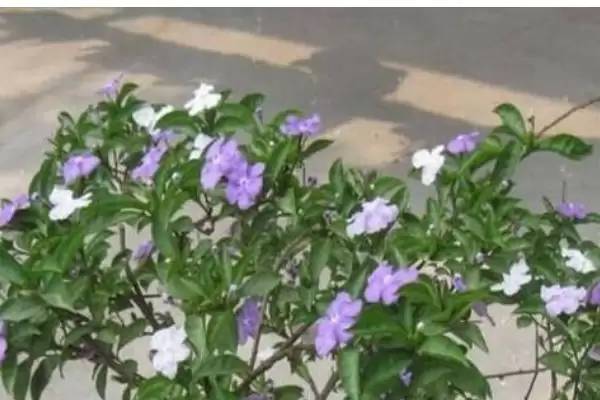 图片[2]-养鸳鸯茉莉注意事项的方法和重点？养鸳鸯茉莉注意事项要做好哪些细节？-会东网
