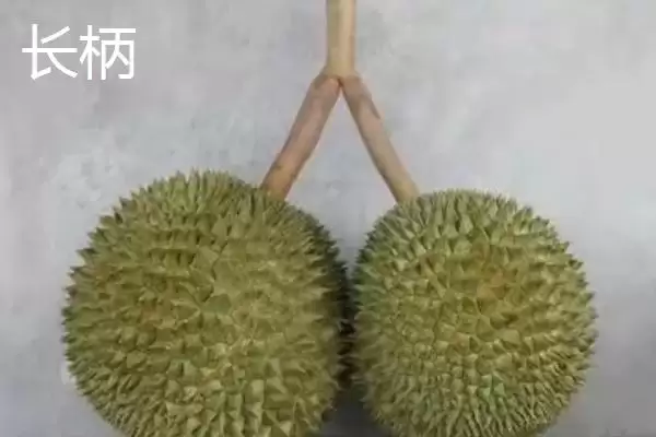 图片[5]-榴莲的英文名称 ,榴莲的英文名称是怎么来的呢？-会东网
