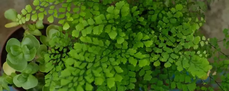 铁线蕨常见的病虫害及防治方法？防治铁线蕨常见病虫害要采取哪些有效措施？-会东网