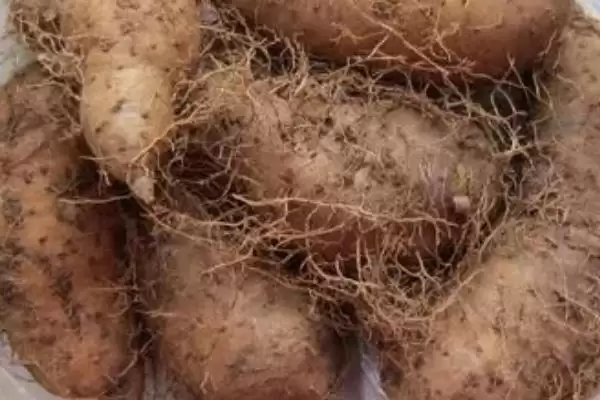 图片[3]-毛薯可不可以放在冰箱里呢 ,毛薯可放冰箱冷藏但不能冷冻-会东网