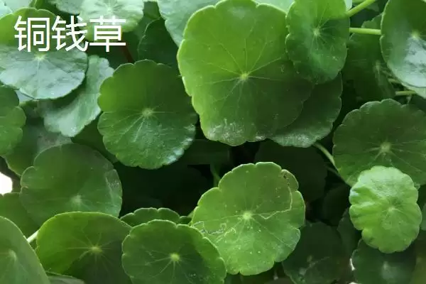 图片[2]-铜钱草与金钱草的区别是什么？区分铜钱草与金钱草要关注哪些关键差异？-会东网