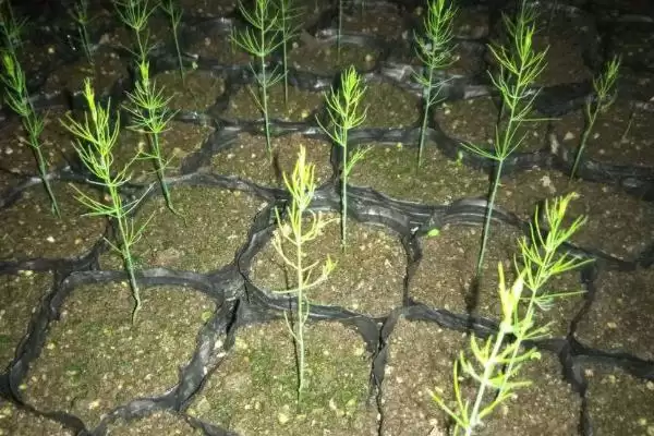 图片[3]-芦笋的管理方法有哪些 ,芦笋怎样进行管理-会东网