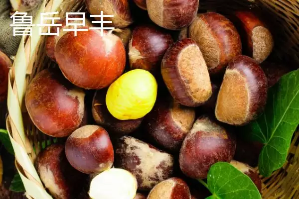 图片[6]-甜味板栗有哪些品种？认识甜味板栗品种要了解哪些关键的品种分类和特性？-会东网